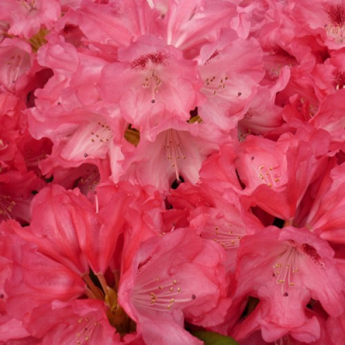 Rhododendron Goldflimmer - Hardy Hybrid | ScotPlants Direct